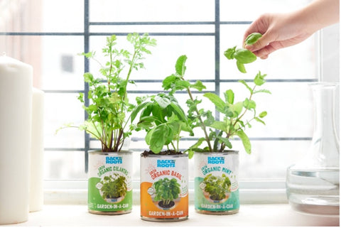 Three planters on countertop with herbs in them