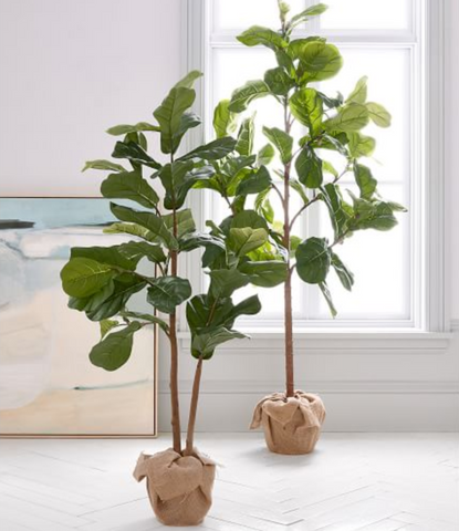 pottery barn fiddle leaf fig