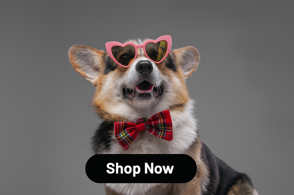 Enhance Your Pup's Style with Dog Bow Ties: A Perfect Accessory for Any Occasion