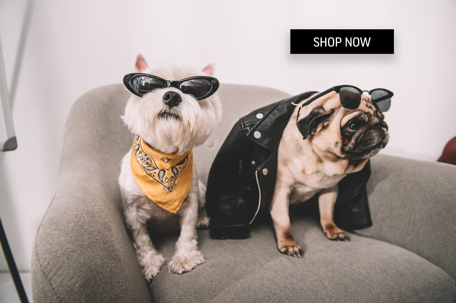 MUST HAVE ACCESSORIES FOR YOUR PUP IN SPRING