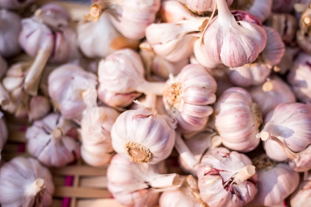 Bulbs of garlic, a prebiotic food source