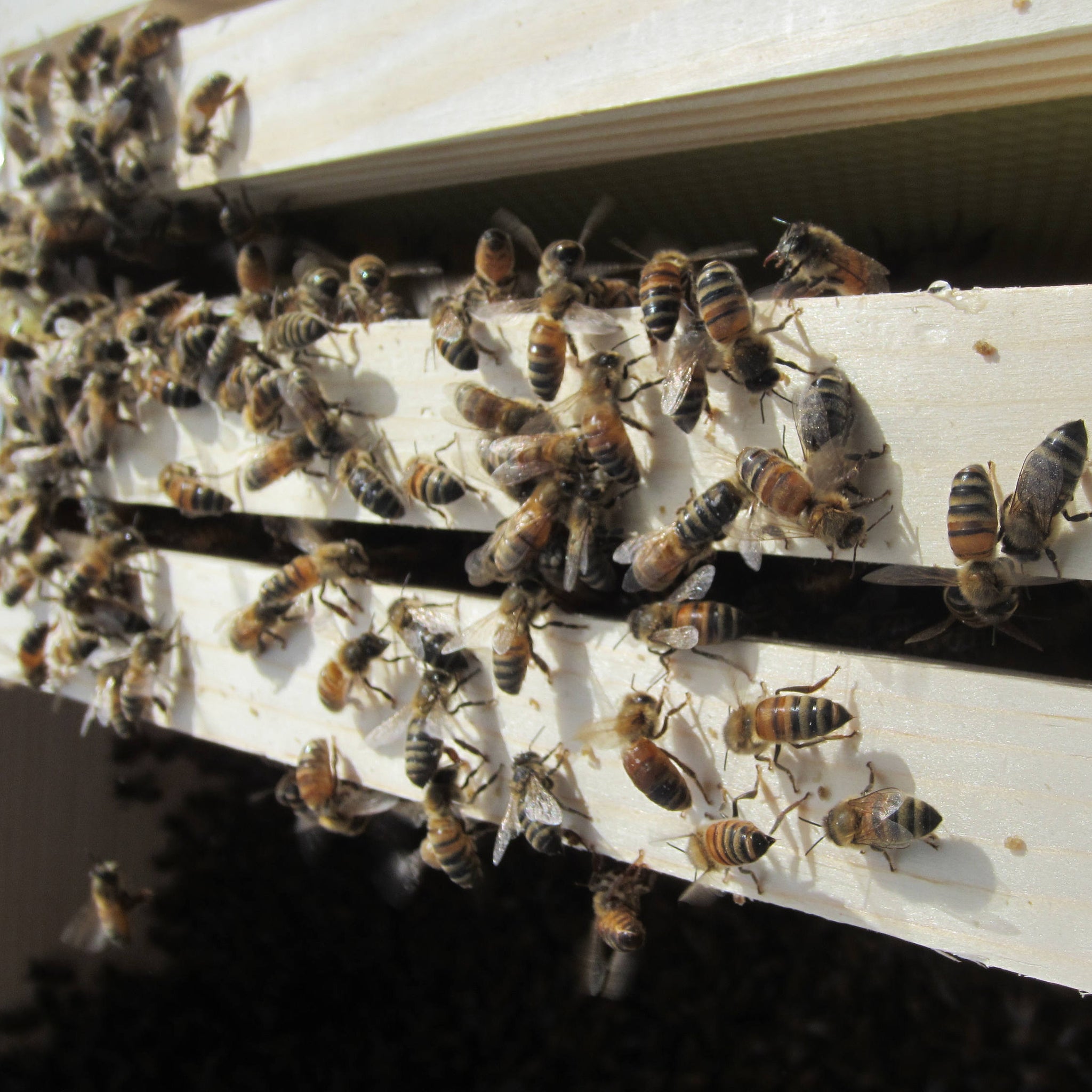 Bee Propolis Tincture, Apis mellifera alcohol extract - Reverie Farm