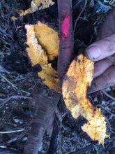 Turkey Rhubarb Root Tincture, organic Rheum palmatum, Da Huang