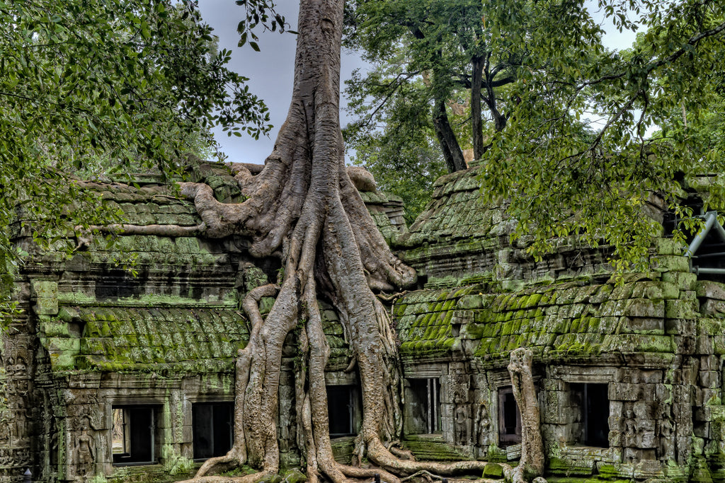 racines d'arbres anciens dans des cabanes aux toits d'herbe