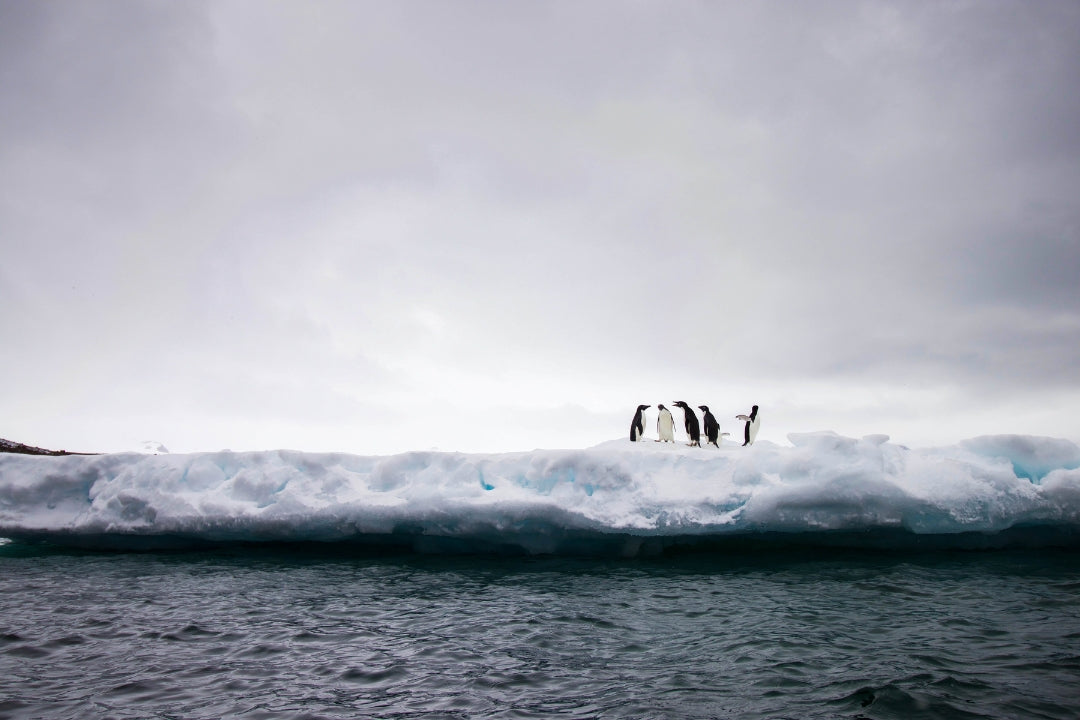 dream destinations penguins antarctica