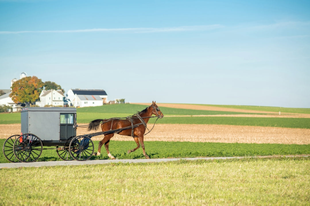 horse and buggy amish country