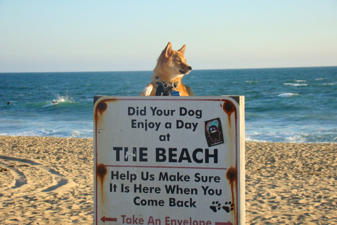 huntington dog beach akita behind sign