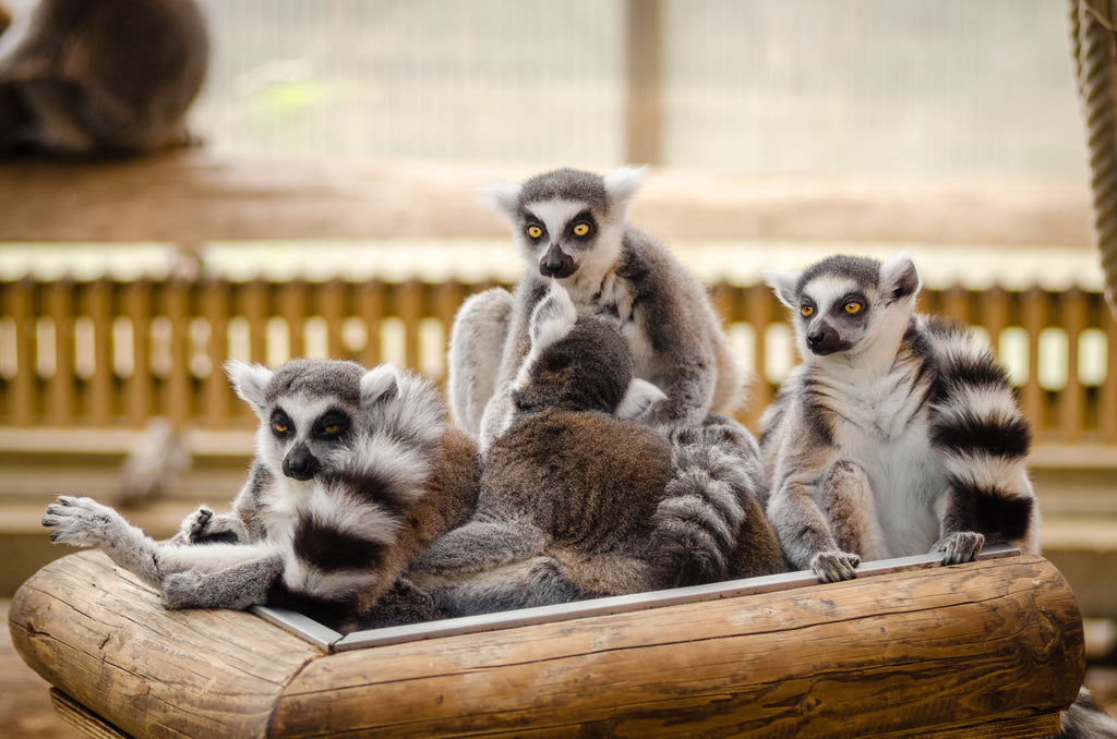 lemurs in a wooden basket