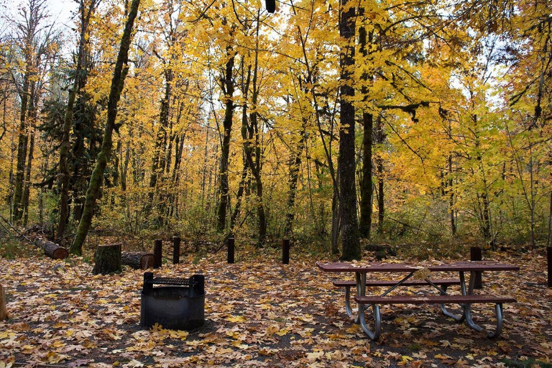 portland camping fall scene yellow leaves and picnic table