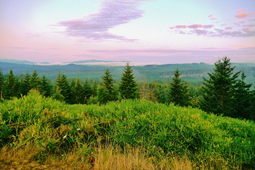 portland camping valley view with pink sky