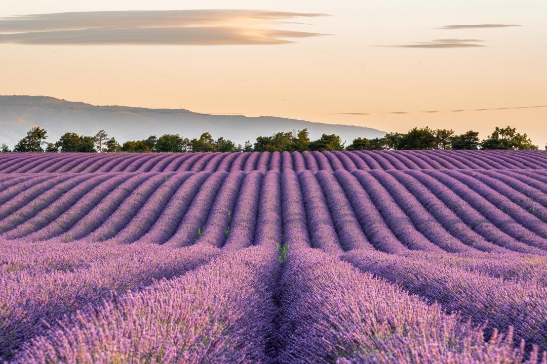 voyage d'été provence france champ de lavande