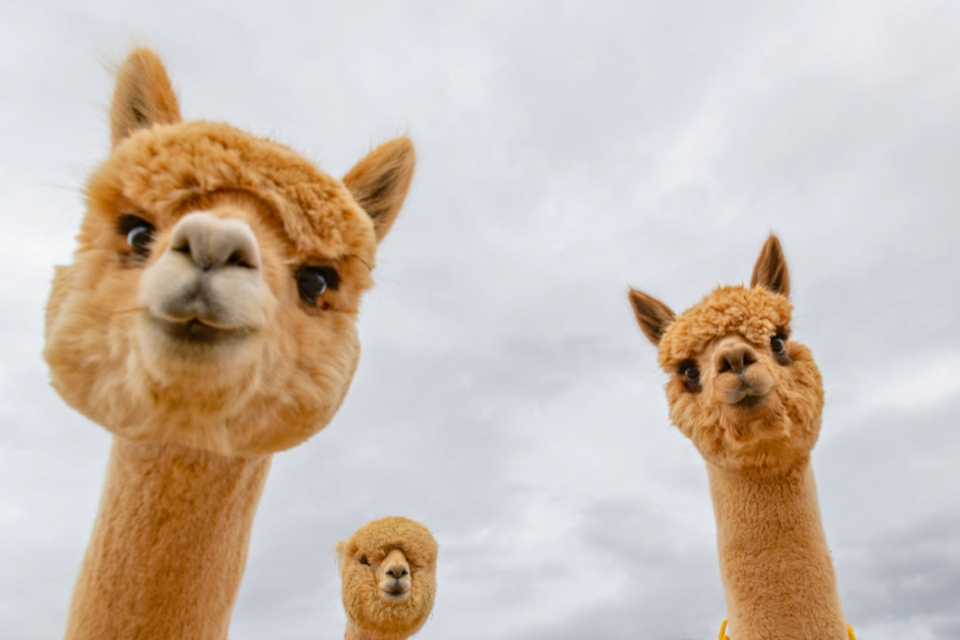 three smiley alpacas close up