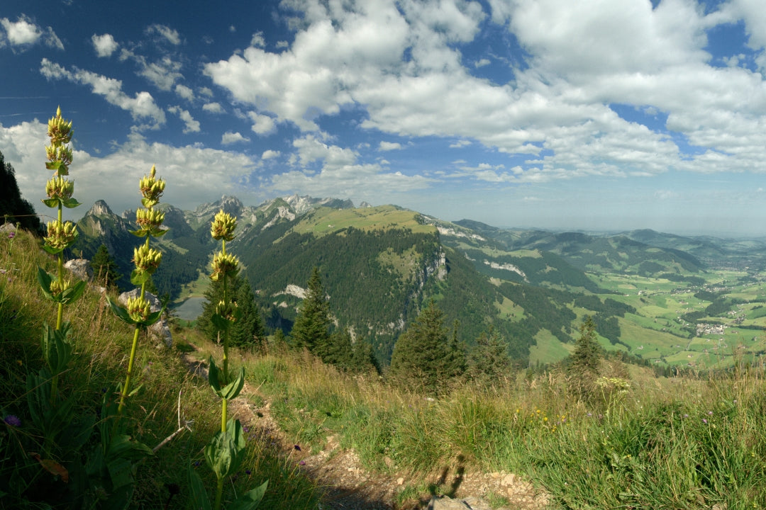 verdant wildflower valley in montana