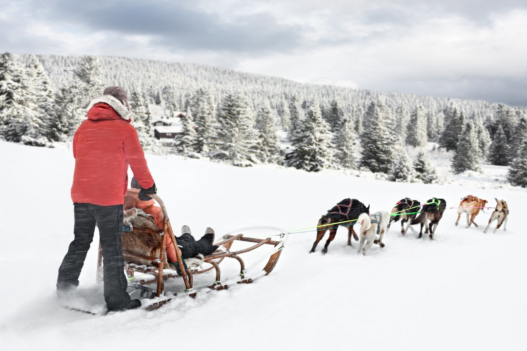 winter vacation idea dog sledding