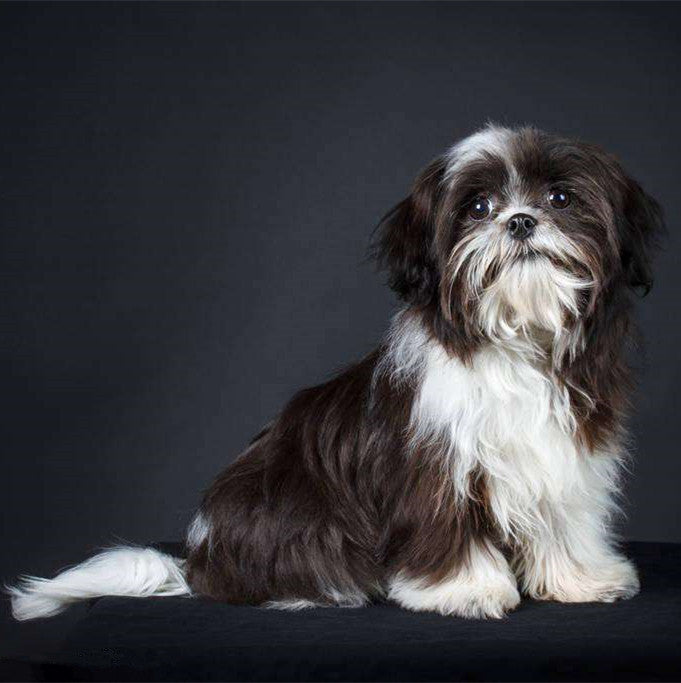 shih tzu paint by numbers