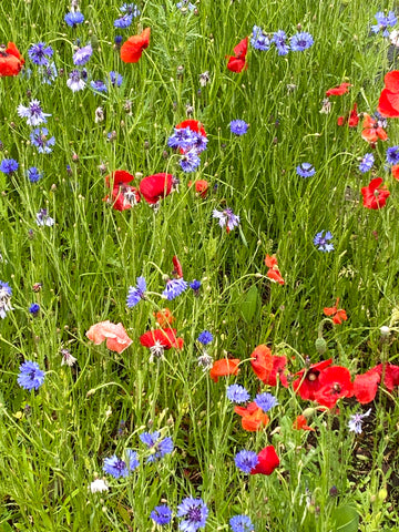 Poppies and Purple Flowers in bloom among tall grasses