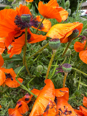 Oriental Poppies in Bloom with Seed Pods 