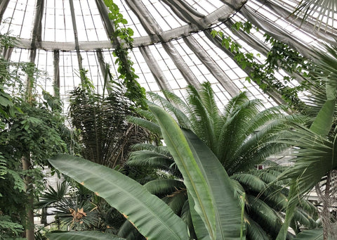 Botanical Gardens in Copenhagen with the cool Palm Garden, open summer and winter