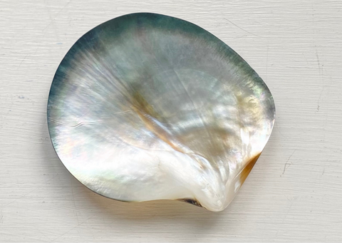 Picture by RAW Copenhagen of a Tahitian pearl shell