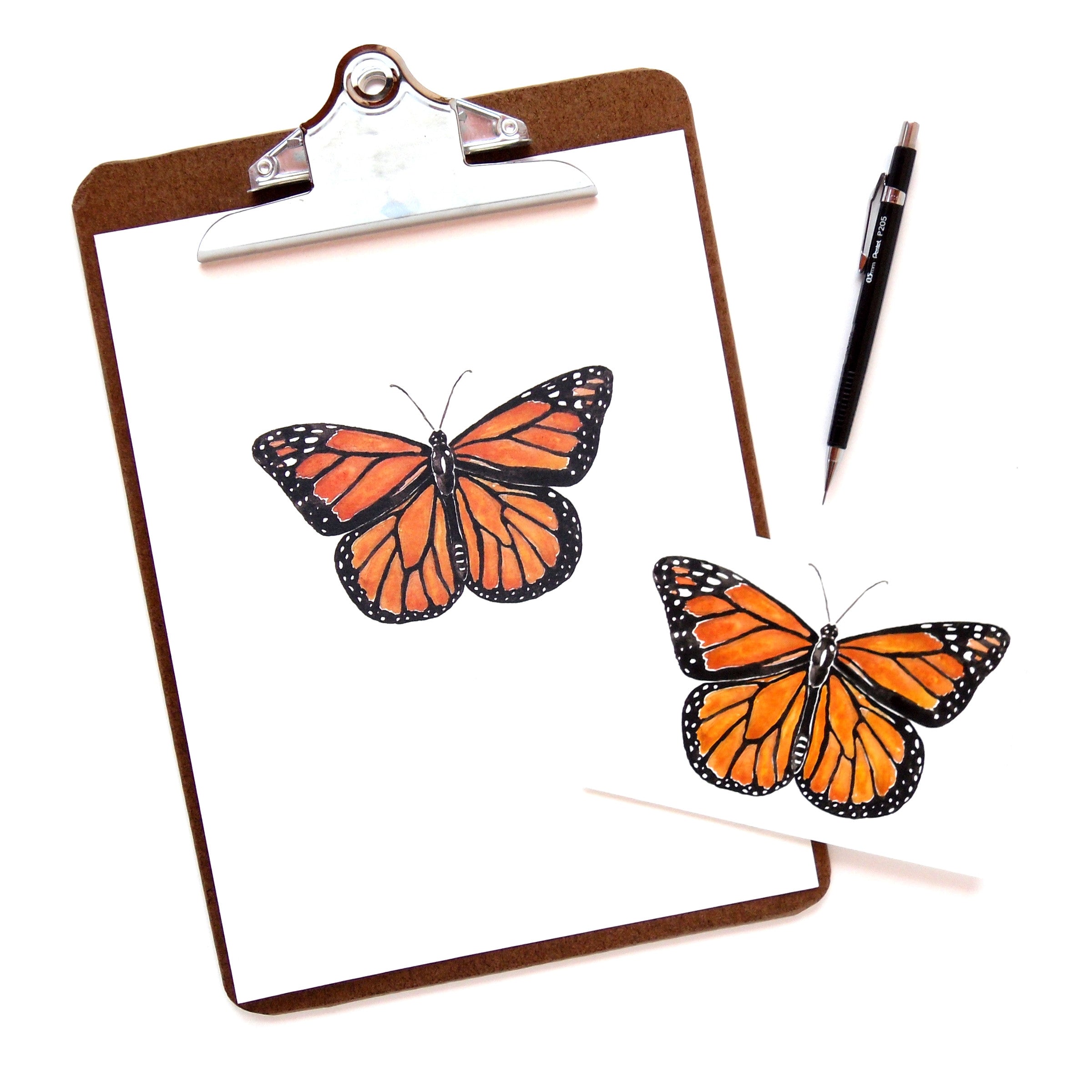 monarch butterfly scientific illustration