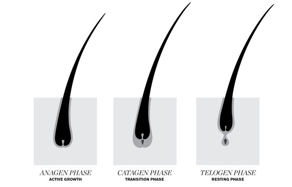 Image of the 3 phases of the lash growth cycle