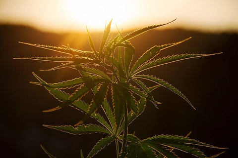 plante de cannabis devant le soleil couchant