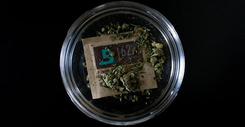 dry cannabis in a glass dish