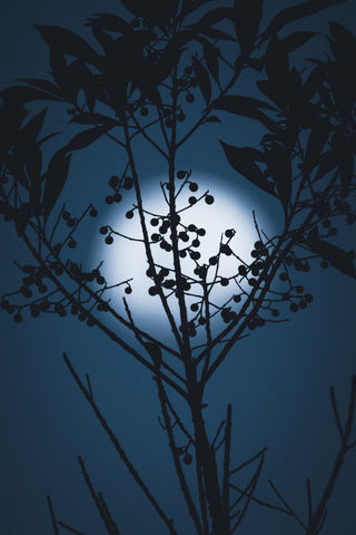 Modern Ornament's Blue Night and Moon Inspiration Photo