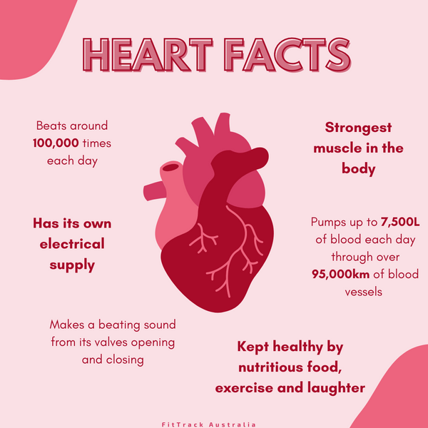 Some interesting heart facts include - the heart beats around 100000 times per day. The heart has its own electrical supply. It makes a beating sound due to its valves opening and closing. The heart is the strongest muscle in the body. Laughter has shown to help keep the heart healthy.