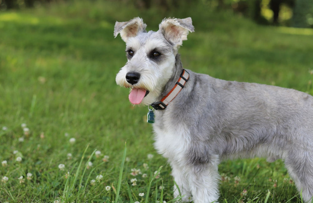 Miniature Schnauzer