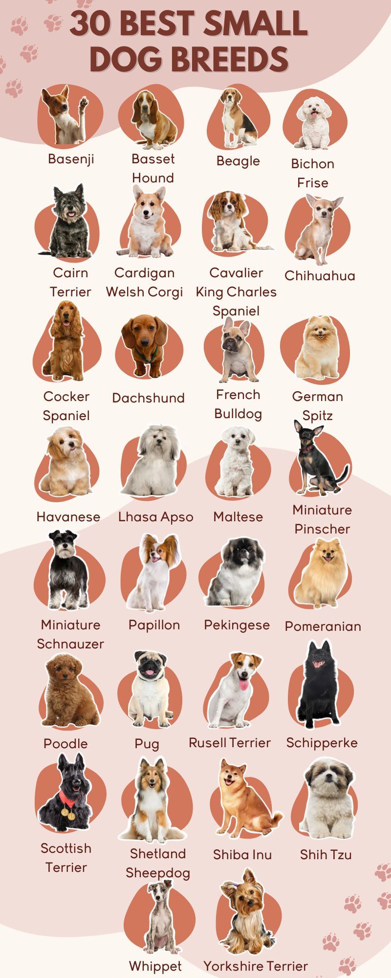 30 Medium-Size Dog Breeds for Your Lifestyle  