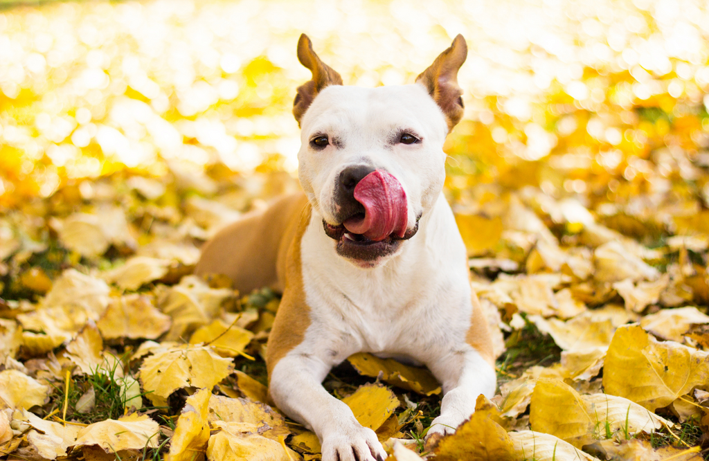 Dog licking lips in fall leaves