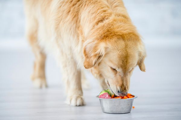 can dogs eat cucumber