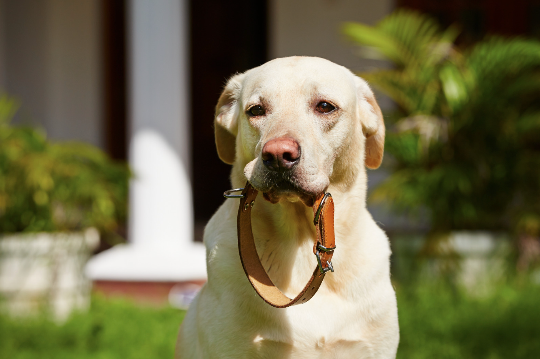 dog holding a collar in its mouth