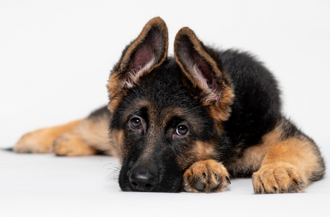 german shepard puppy laying on a white ground