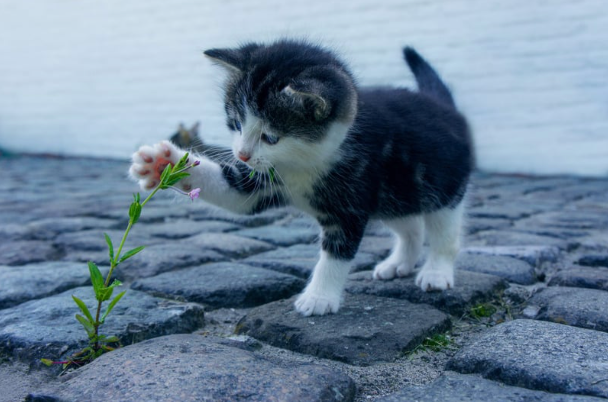 black and white kitten outside on stone ground playing with a weed
