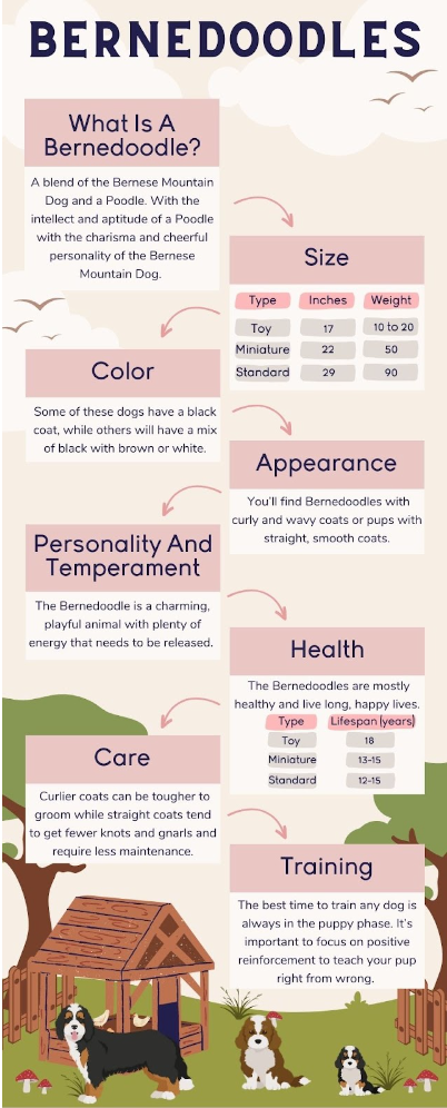 bernedoodle infographiv