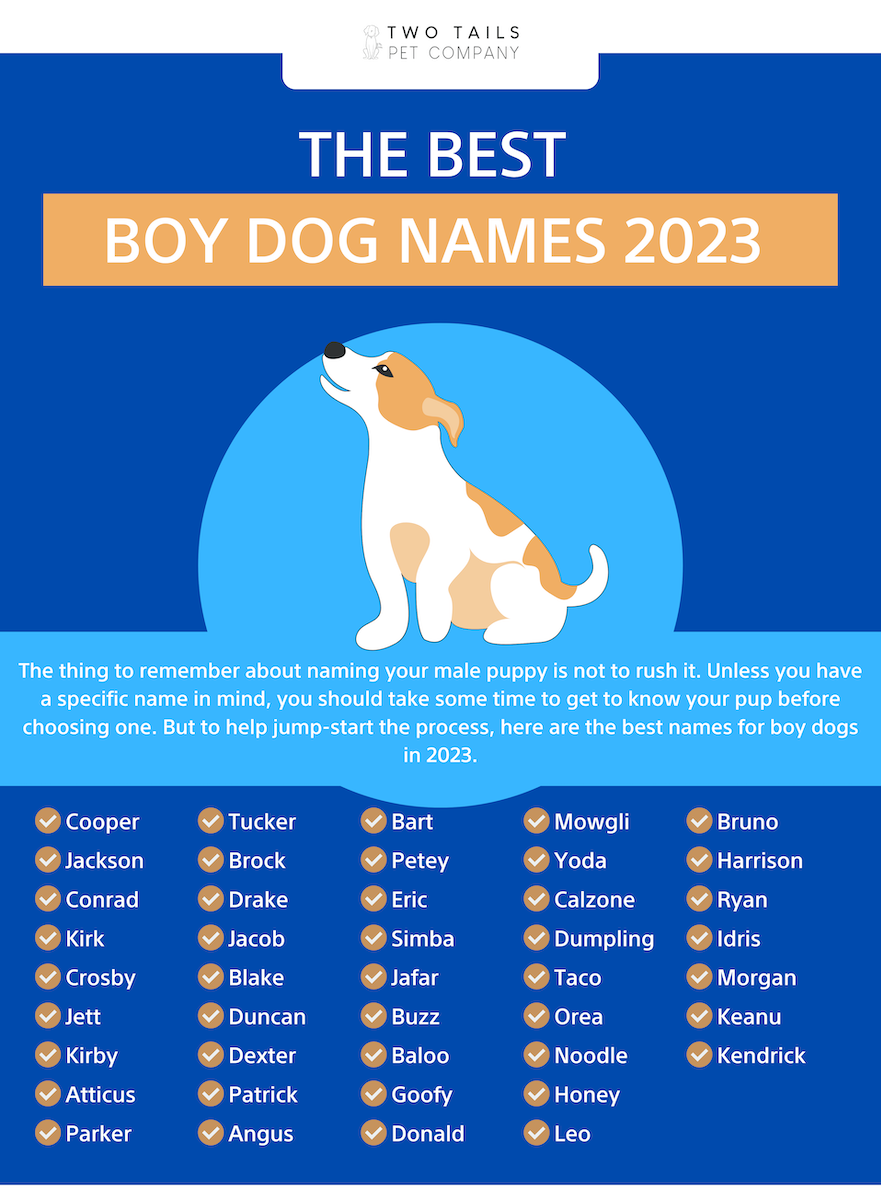 Unique and Punny Dog Names of 2023