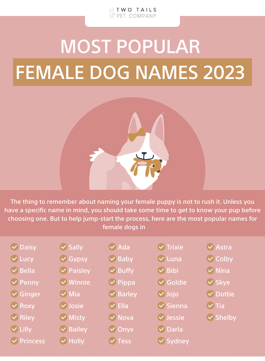 Tuyển tập 1000+ cute dog names đáng yêu cho thú cưng