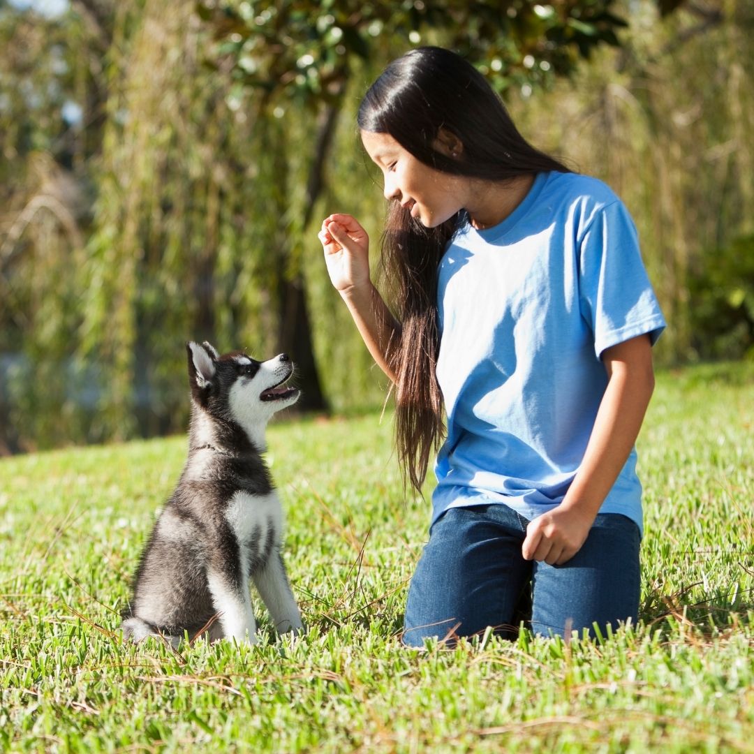 what is puppy obedience training