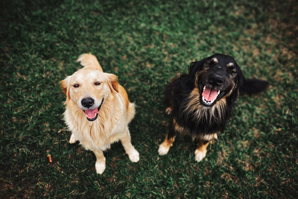 two dogs smiling