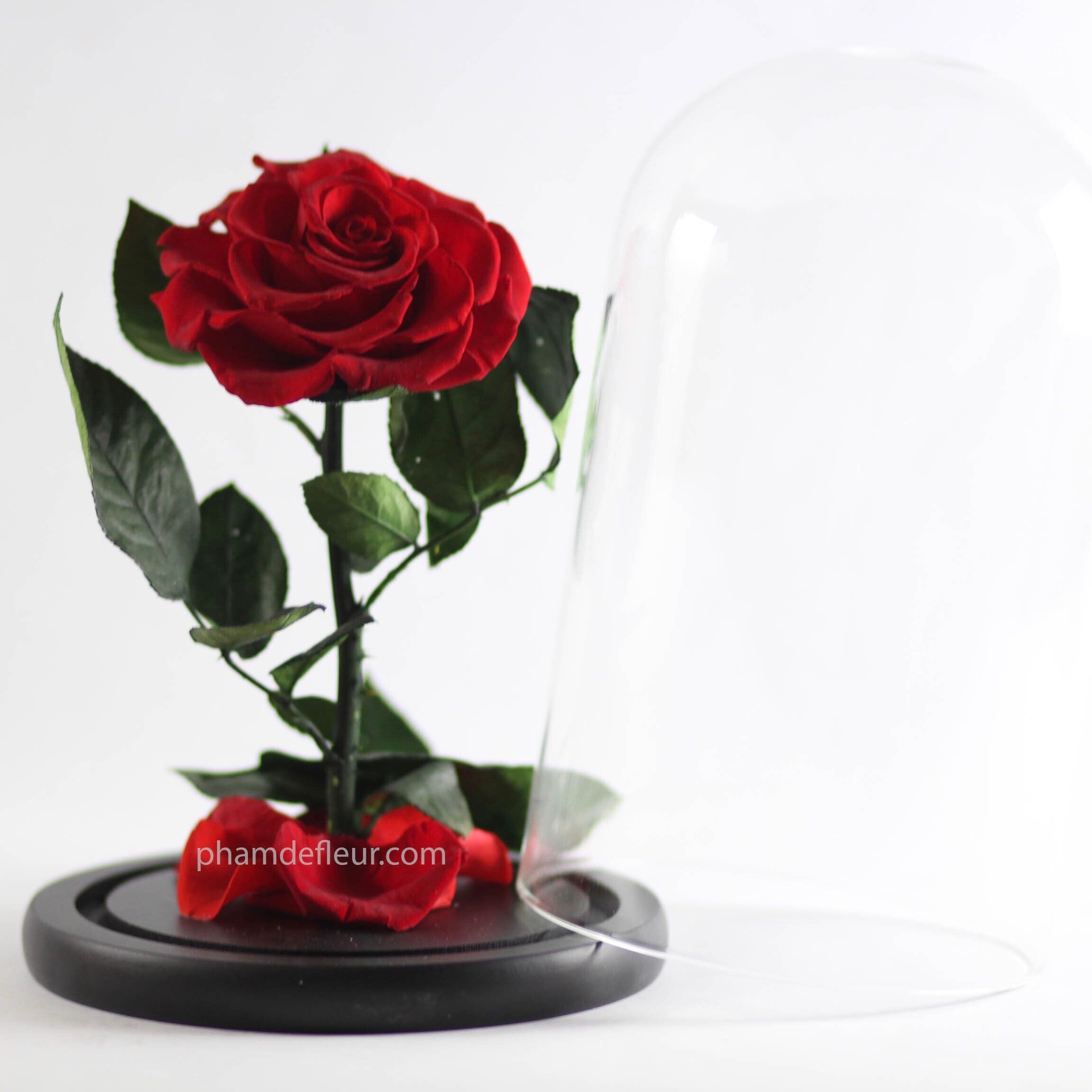 Adolescent Glass Dome Love Pham De Fleur Real Roses