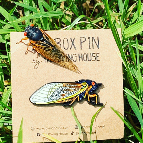 A periodical cicada sits on top of a Bug Box enamel pin in Institute Woods, NJ.