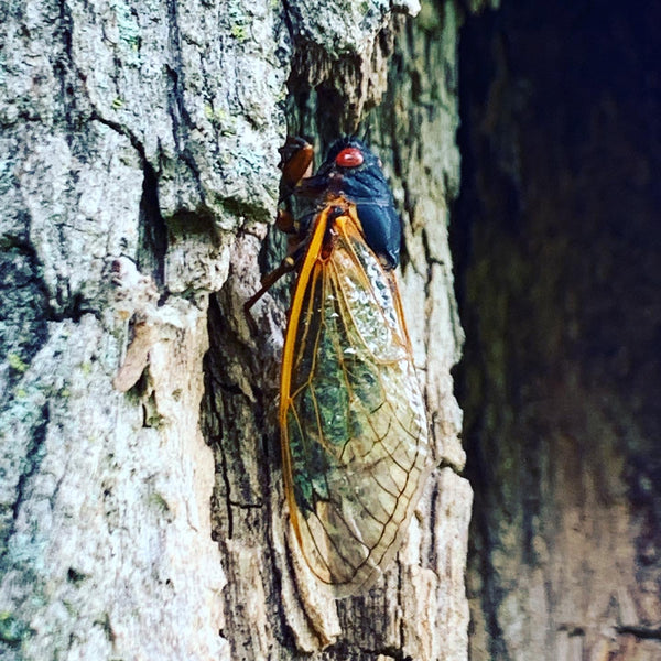 A periodical cicada resting on the bark of a large tree in Institute Woods, NJ.