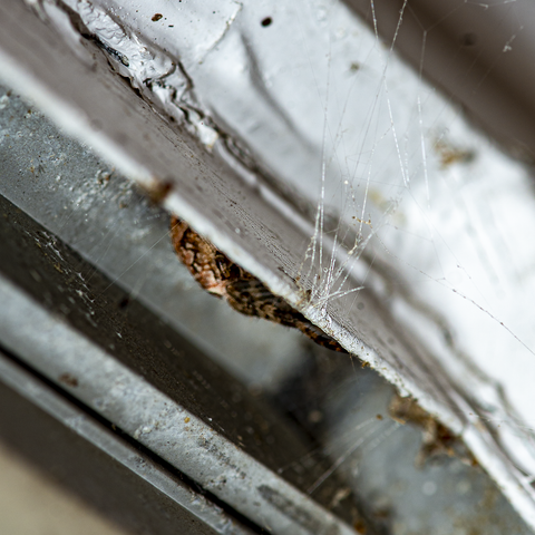 A large female cross orb weaver spider hides in her favorite spot, while feeling the threads of her web for vibrations.