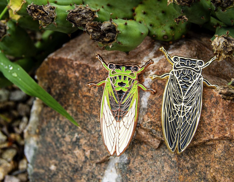 two cicada pins on a rock, near prickly pear cactuses.