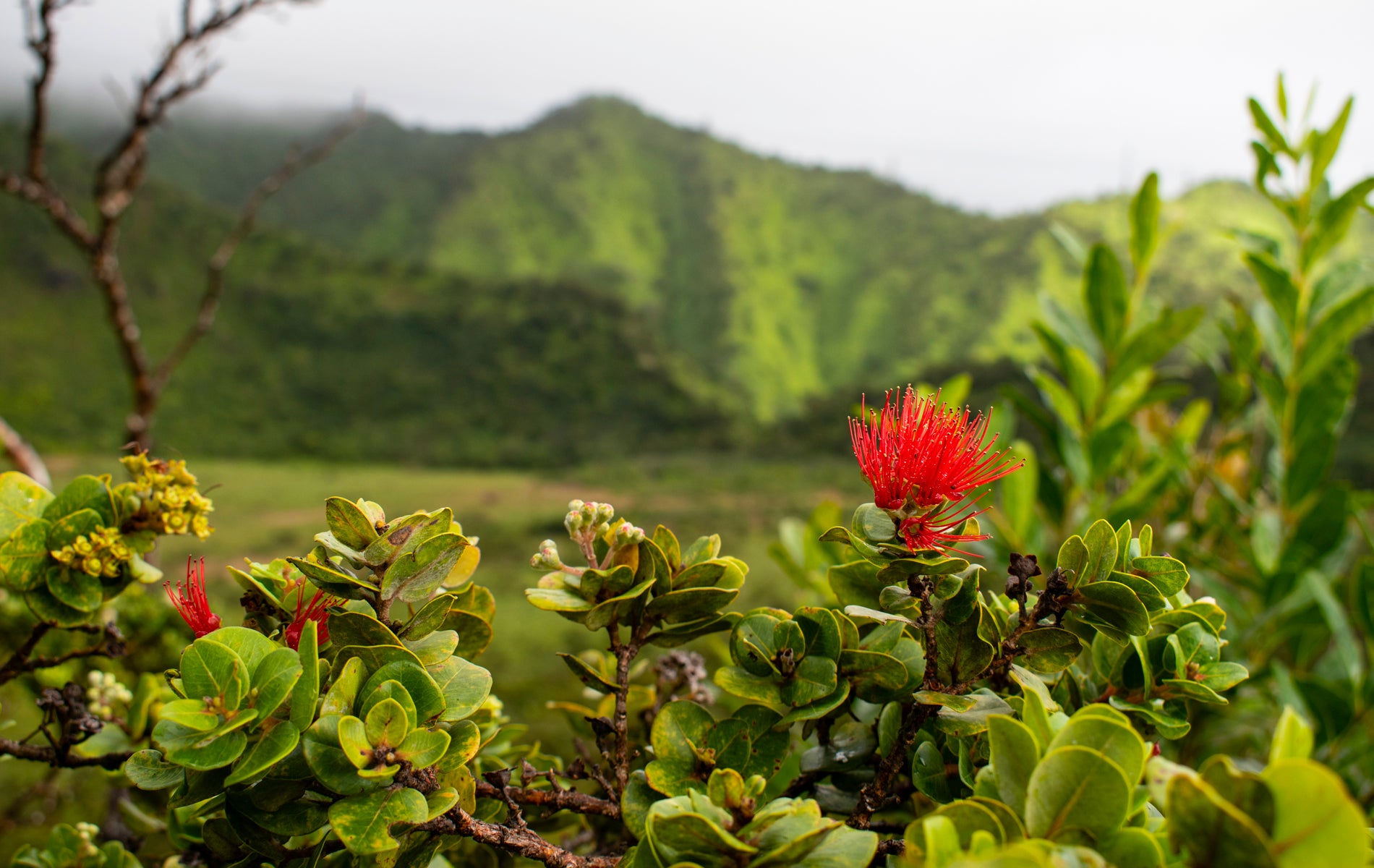 ʻŌhia Lehua blossom