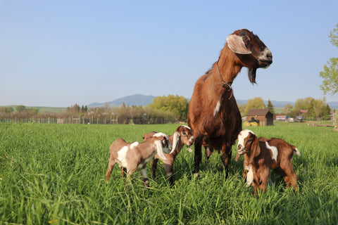 Mini-Nubian with 4 kids