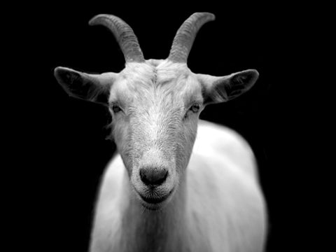 white goat with horns on black background