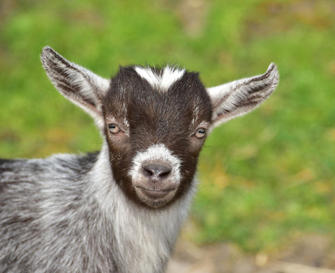 cute goat